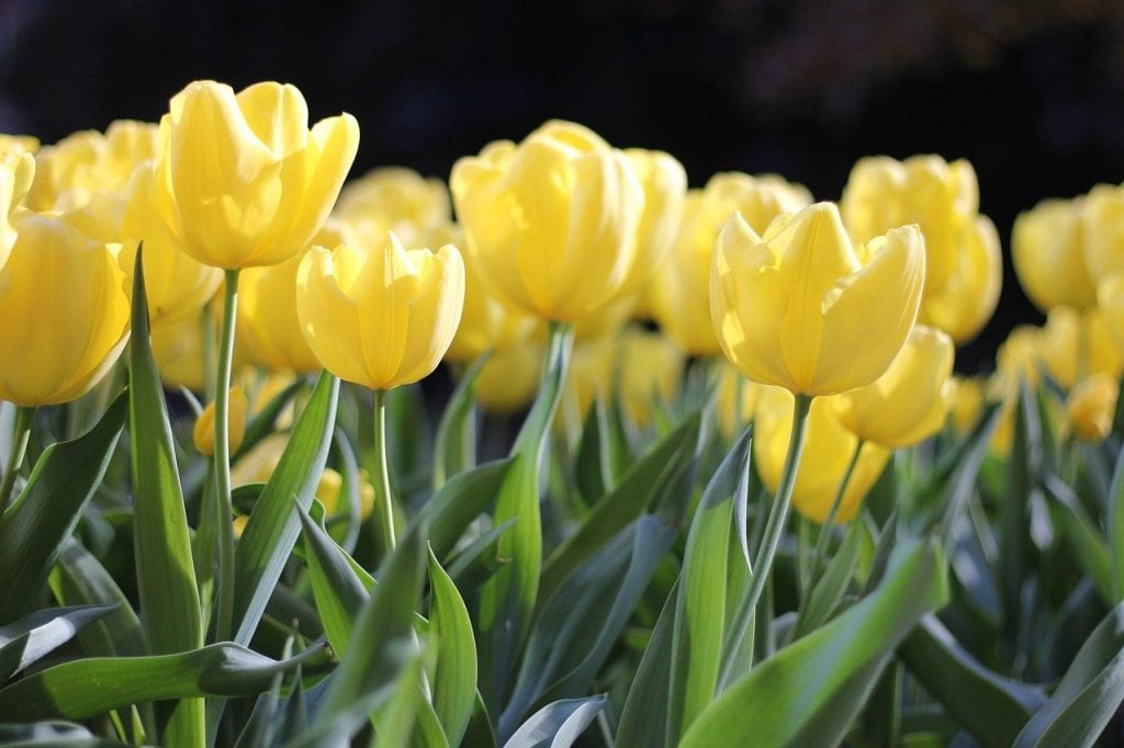 Yellow tulips against a dark background