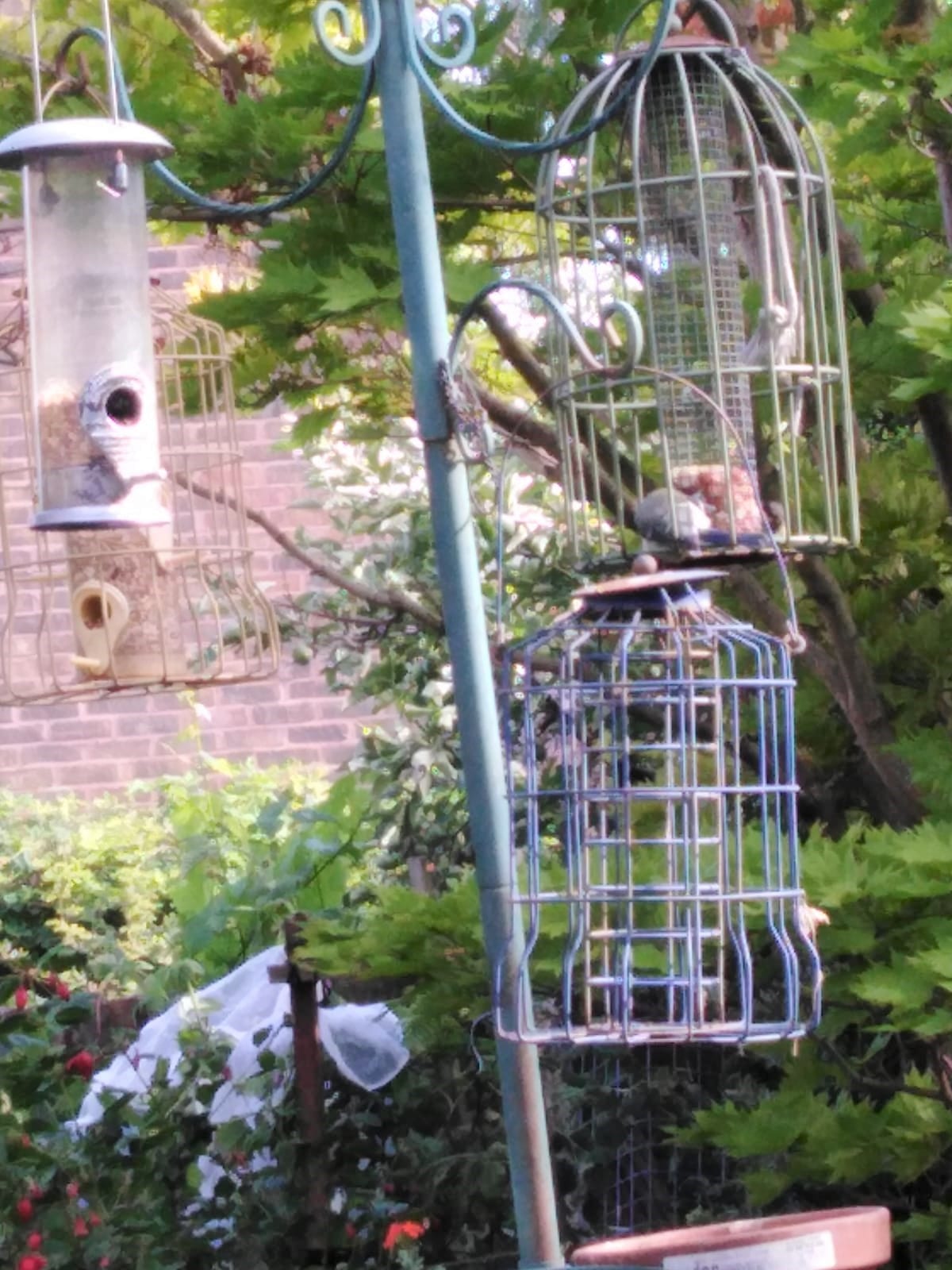 Blue tits on feeders hanging from a feeding station in a garden
