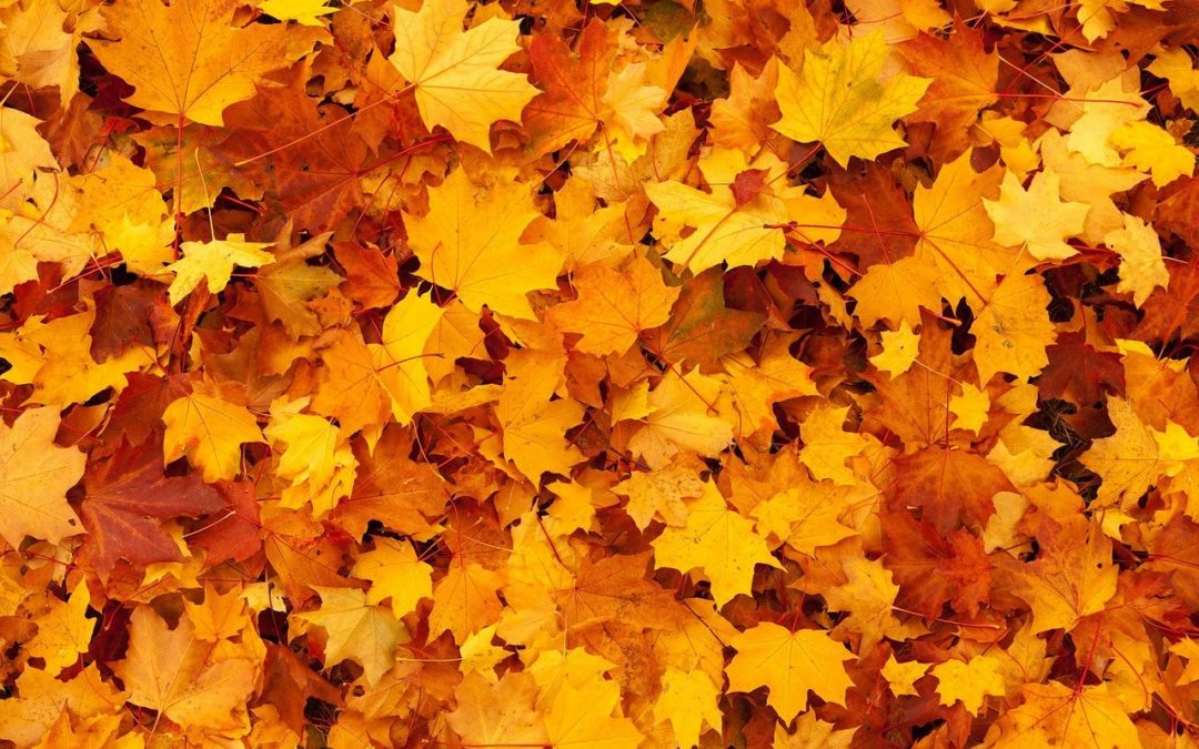 A poem to welcome autumn | Kate’s blog