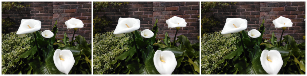 Lilies in Bloom | Kate’s Blog
