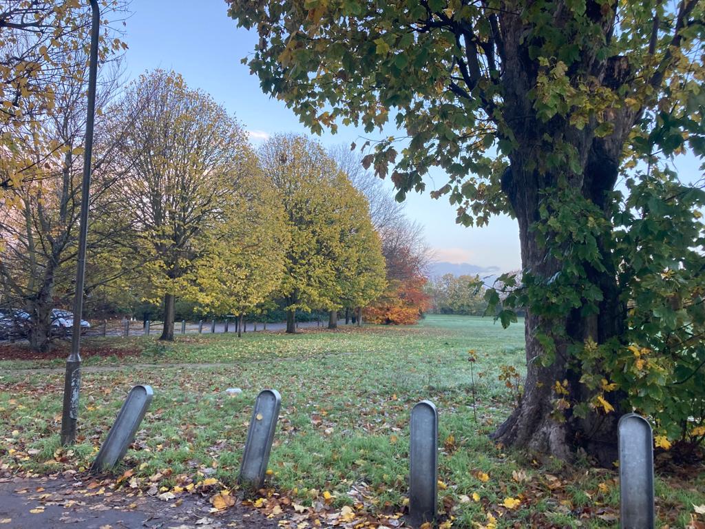 A view of a suburban park. A tree, close up on the right hand side has still got lots of its leaves. In the background is a row of trees whose leaves have turned yellow. Many have already fallen onto the grass in the mid-ground. The sky is blue and wintery.