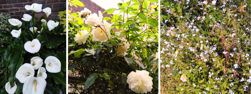 A collage of photographs of Kate's garden, including a calla lily - white trumpet like flowers with dark green glossy leaves; a beautiful white rambling rose; and a scattering of forget-me-not, tiny blue flowers.