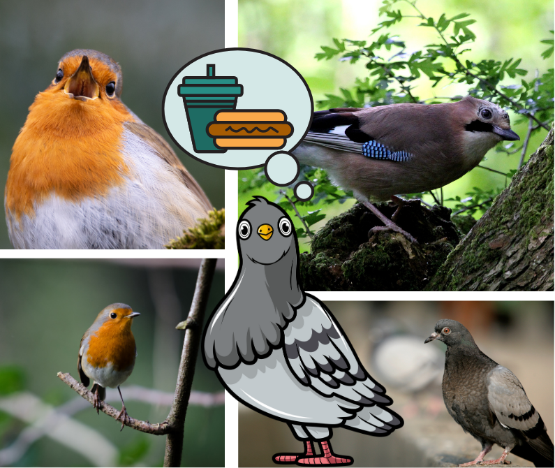 A collage of birds